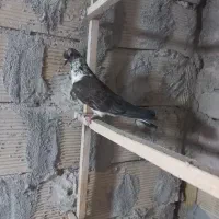 کفتر