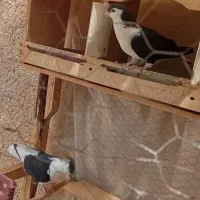 کبوتر مغبول