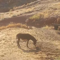 الاغ