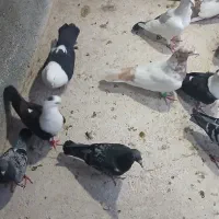 کبوتر