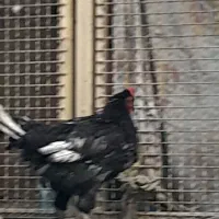 خروس