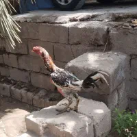 خروس لاری