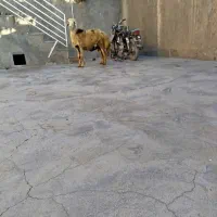 بره قوش پنگی اصیل