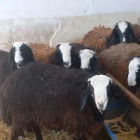 قوچ شالی|حیوانات مزرعه|اسفرورین, |دیوار