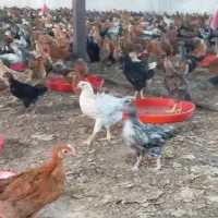 جوجه محلی 110روزه