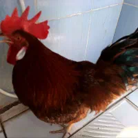 خروس|حیوانات مزرعه|خرمشهر, |دیوار