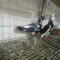 سار کاکل جوجه آلمانی