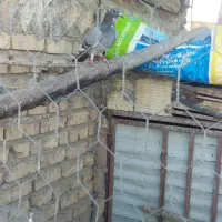 کبوتر المانی