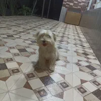 سگ‌پا کوتاه