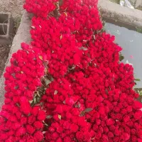 گل رز طبیعی عمده روزپدر