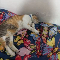 گریه گم شده است