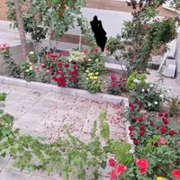 خدمات گل کاری.تعویض خاک و گلدان