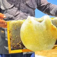عسل طبیعی به شرط آزمایش