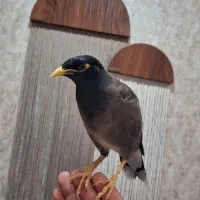 مرغ مینا سخنگو