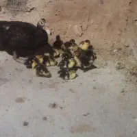 جوجه اردک