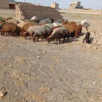 فروش‌سی‌رس‌میش‌بره‌دار