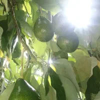 فروش میوه آووکادو