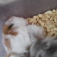 چهار همستر باردار
