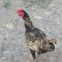 کبوتر