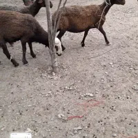 میش و بره و قوچ
