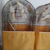 عروس هلندی مرغ عشق طوطی برزیلی