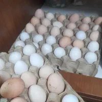 تخم نطفه دار گلین لاری کوشین سالم تمیز تازه