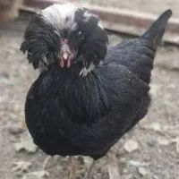 مرغ لهستانی و خروس آمروک