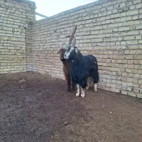 بز دوبور