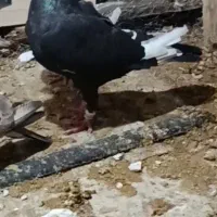 کفترسار وپلنگ خرطومی