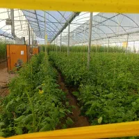 نیروی کار در گلخونه محمدیه