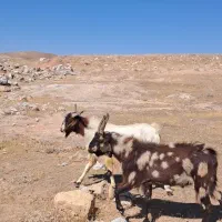 ساورین