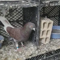 کبوتر