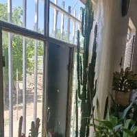 گل آپارتمانی