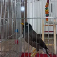 مرغ مینا سوخنگوباهوش۴ماهه