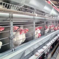 استخدامی کارگر مرغداری تخمگذار