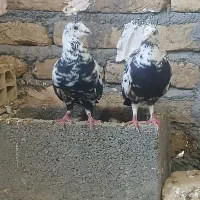 کفتر بوم پرشی وجفتکا