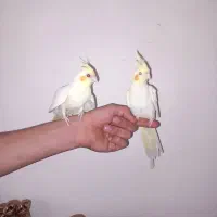 عروس هلندی
