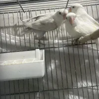 طوطی