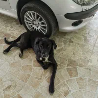سگ نژاد لابرادور مشکی