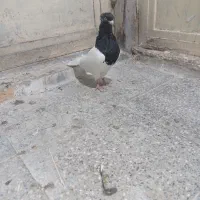 نروماده کله سیاه