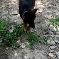 سگ ژرمن