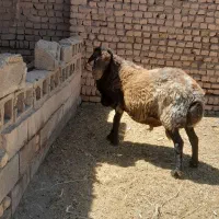 قوچ همو