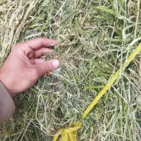 فروش یونجه ساقه بلند تمیز