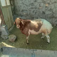 سلام قوچ قزل افشار