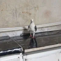 کبوتر‌|پرنده|الیگودرز, |دیوار