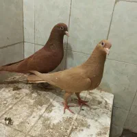 کفتر جفتی
