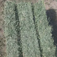 یونجه خشک درجه یک عمده