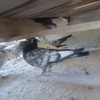 کبوتر