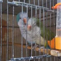 جفت راهب دستی ومولد نر ابی سبز ماده
