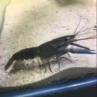 لابستر رنگ آبی(آب شیرین)